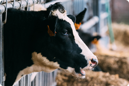 cow